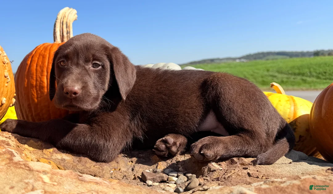 Labrador Retriever dogs for sale: Lucy - Ad 1