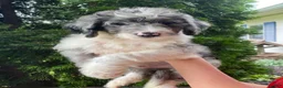 Aussiedoodle dogs for sale: Aussiedoodle 2 - Ad 3