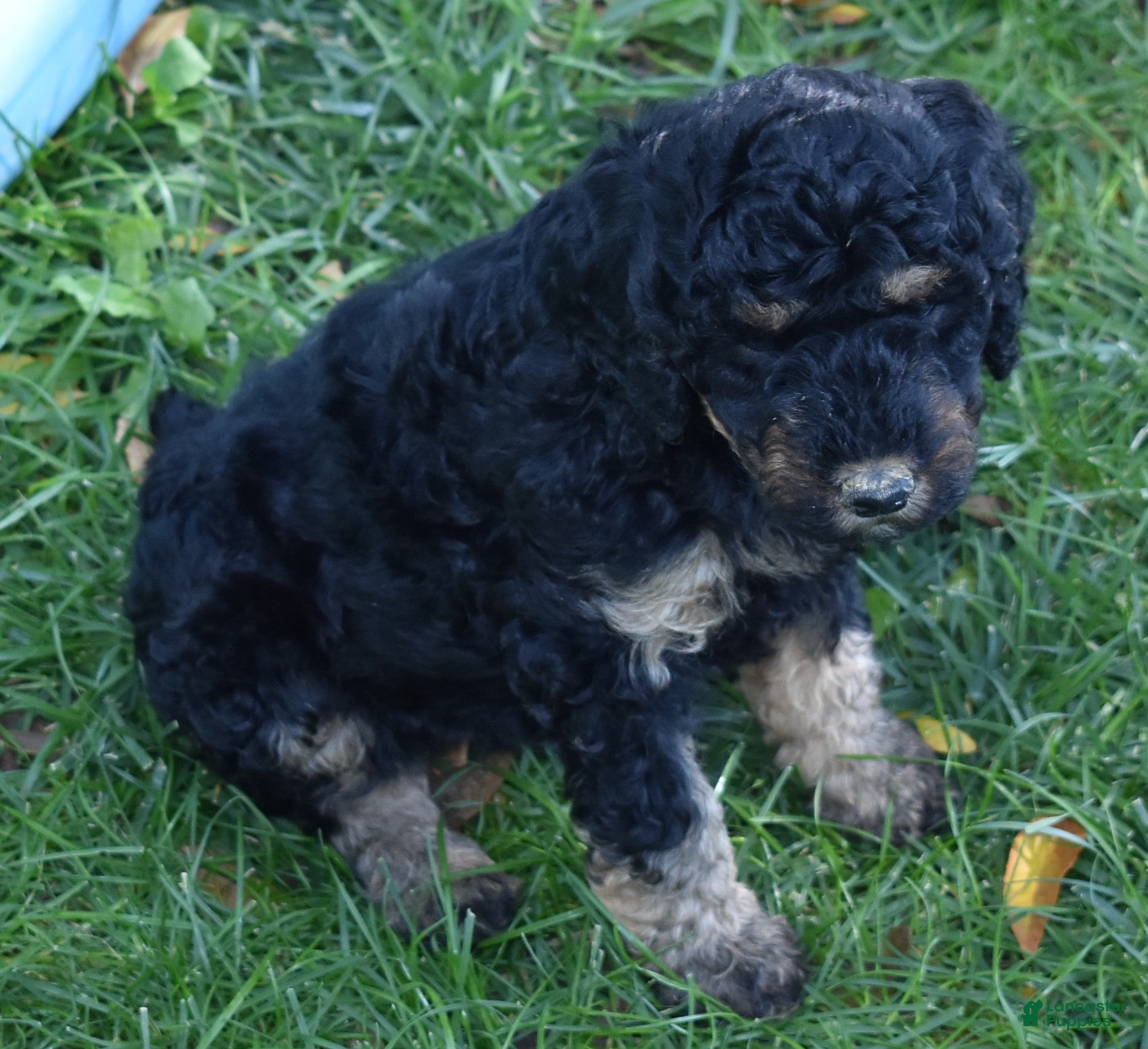 Standard Poodle dogs Standard Poodle 11 Black Phantom - Ad 1