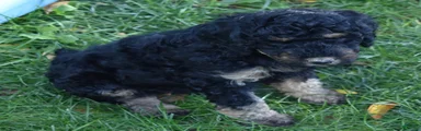 Standard Poodle 11 Black Phantom