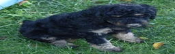 Standard Poodle dogs for sale: Standard Poodle 11 Black Phantom - Ad 1