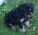 Standard Poodle 11 Black Phantom