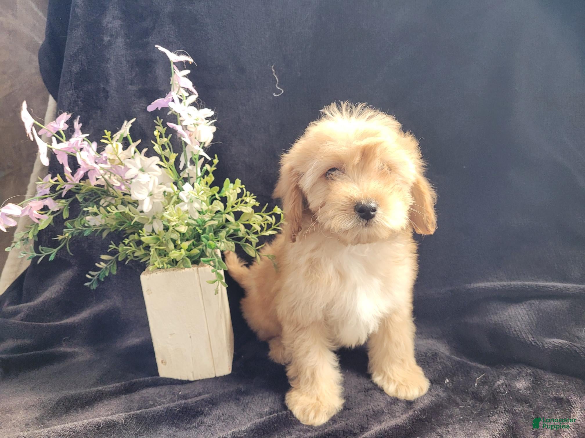 Cavapoo dogs Daisy - Ad 2