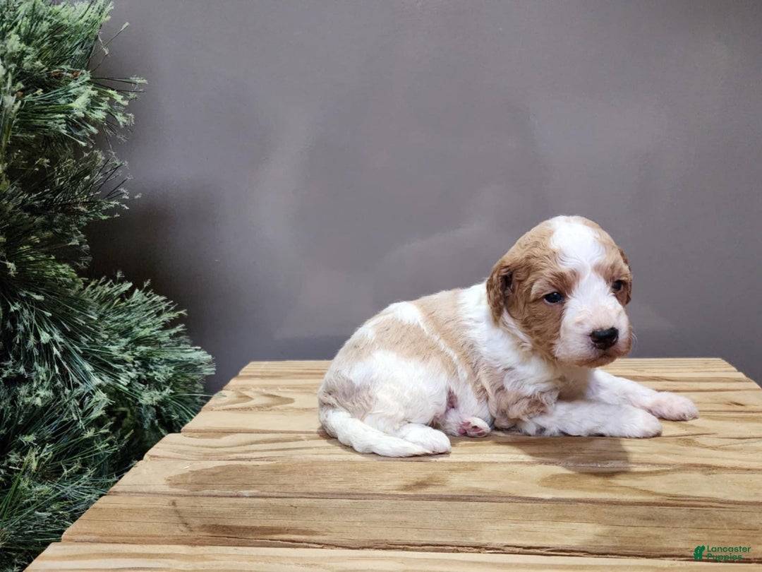 Mini Goldendoodle dogs for sale: Oma - Ad 6