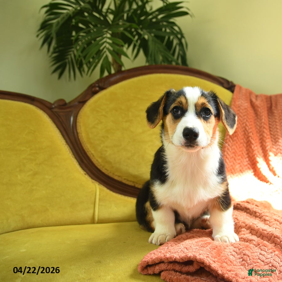 Welsh Corgi Pembroke dogs Toola - Ad 1