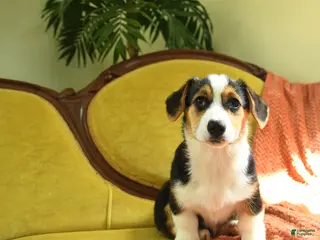 Welsh Corgi Pembroke dogs for sale: Toola - Ad 3