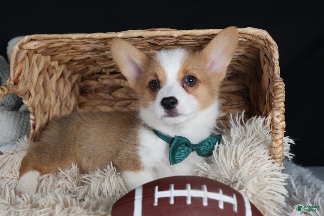Welsh Corgi Pembroke dogs for sale: Hunter - Ad 15