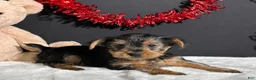 Yorkshire Terrier dogs for sale: Blazer - Ad 1