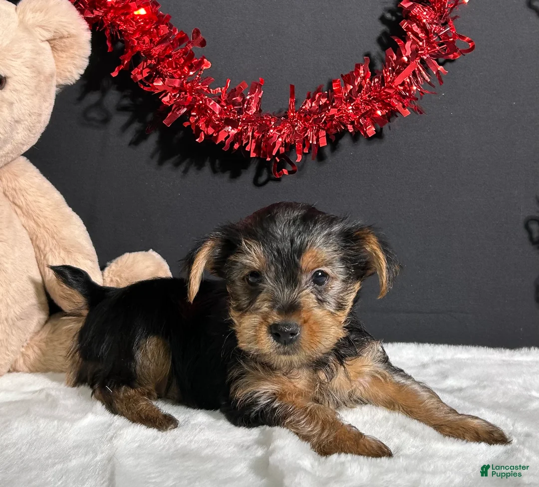 Yorkshire Terrier dogs for sale: Blazer - Ad 1