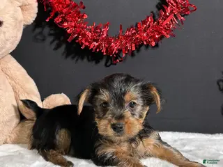 Yorkshire Terrier dogs Blazer - Ad 30