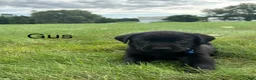 Labrador Retriever dogs for sale: Gus - Ad 4