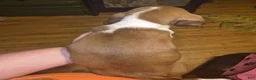 Basset Hound dogs for sale: Basset Hound 1 - Ad 4