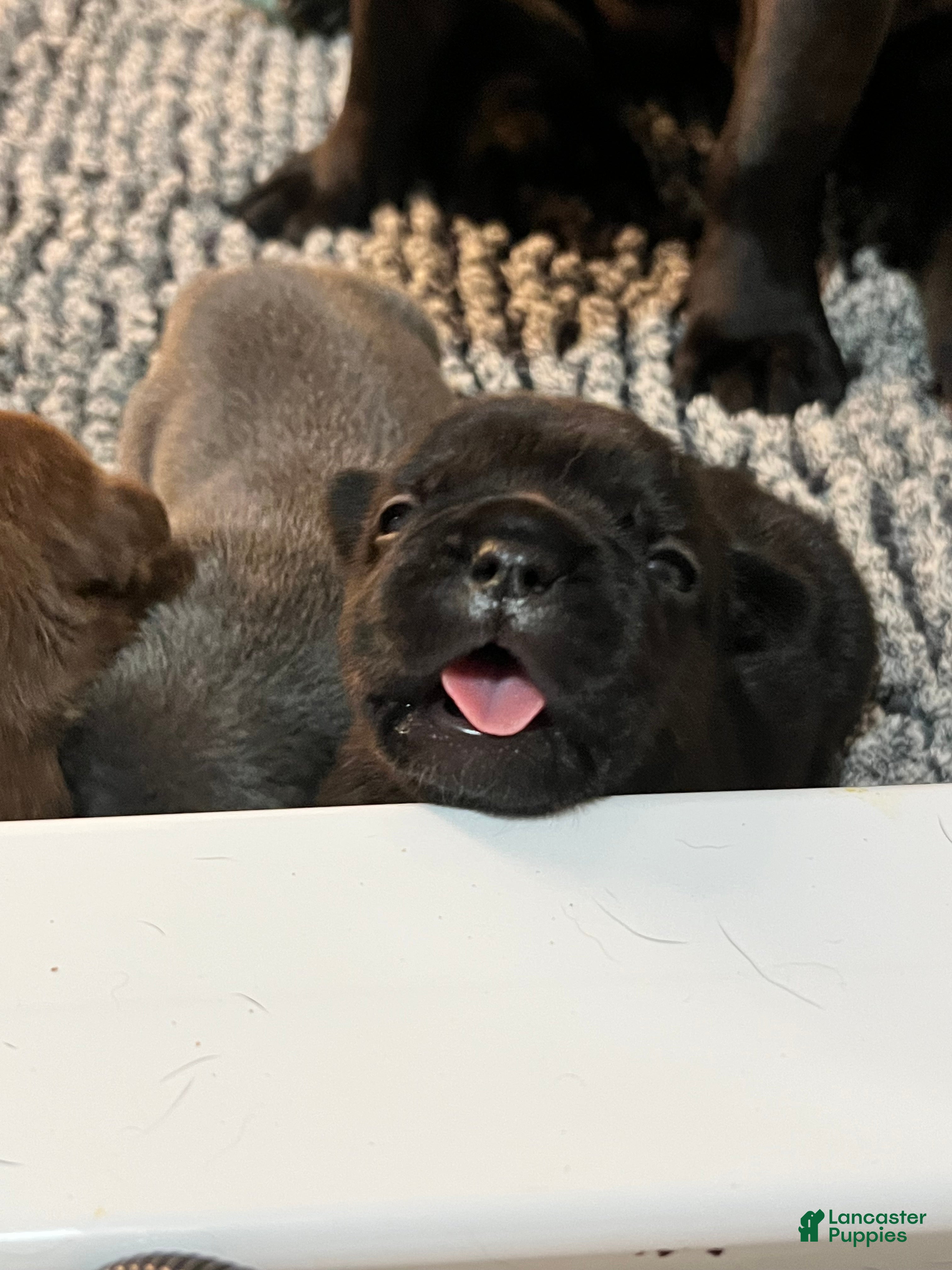 French Bulldog dogs for sale: Clove - Ad 3