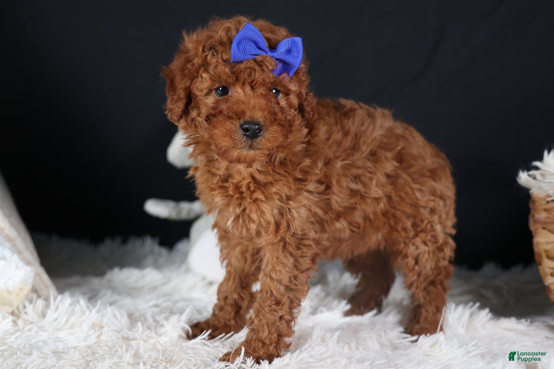 Miniature Poodle dogs for sale: BAILEY - Ad 6