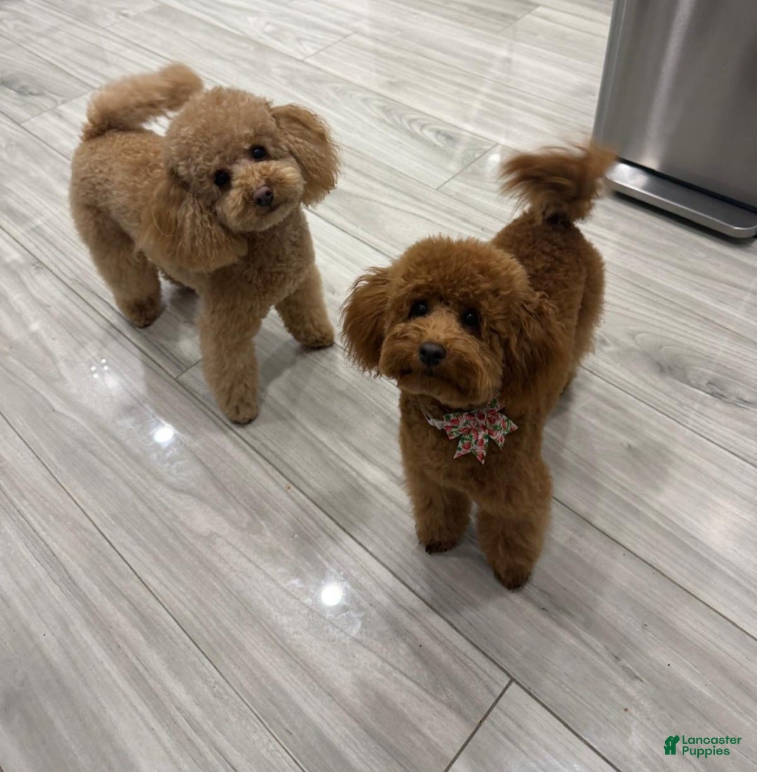 Toy Poodle dogs Toy Poodle Puppy 2 - Ad 2