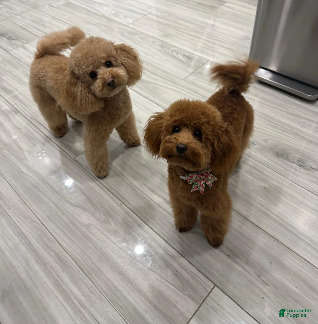 Toy Poodle dogs for sale: Toy Poodle Puppy 2 - Ad 2