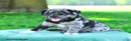 Pug dogs for sale: Alex - Ad 3