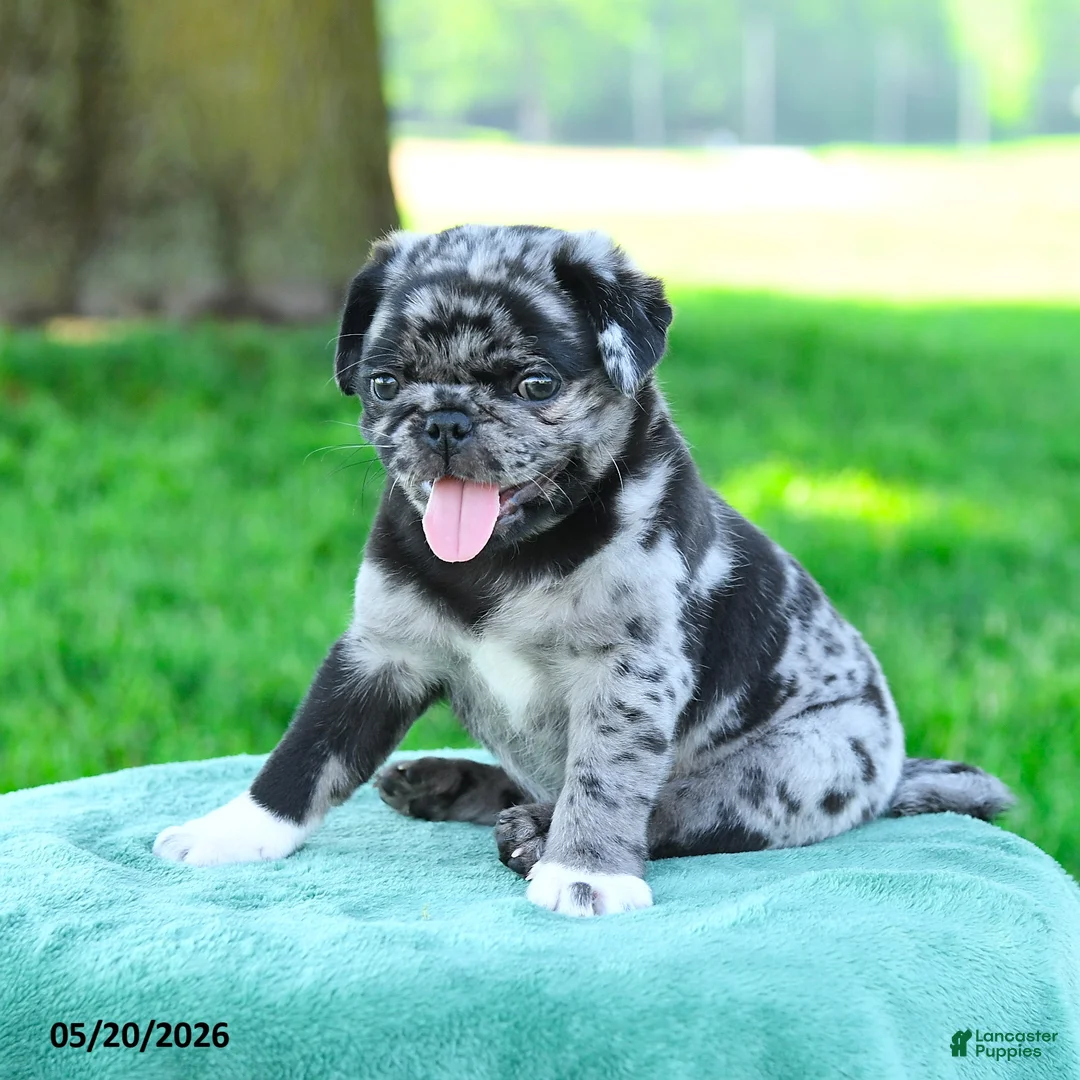 Pug dogs for sale: Alex - Ad 3