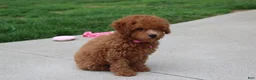 Bichpoo dogs for sale: Trixie - Ad 2
