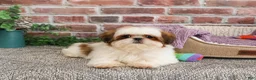 Shih Tzu dogs for sale: Dolly - Ad 4