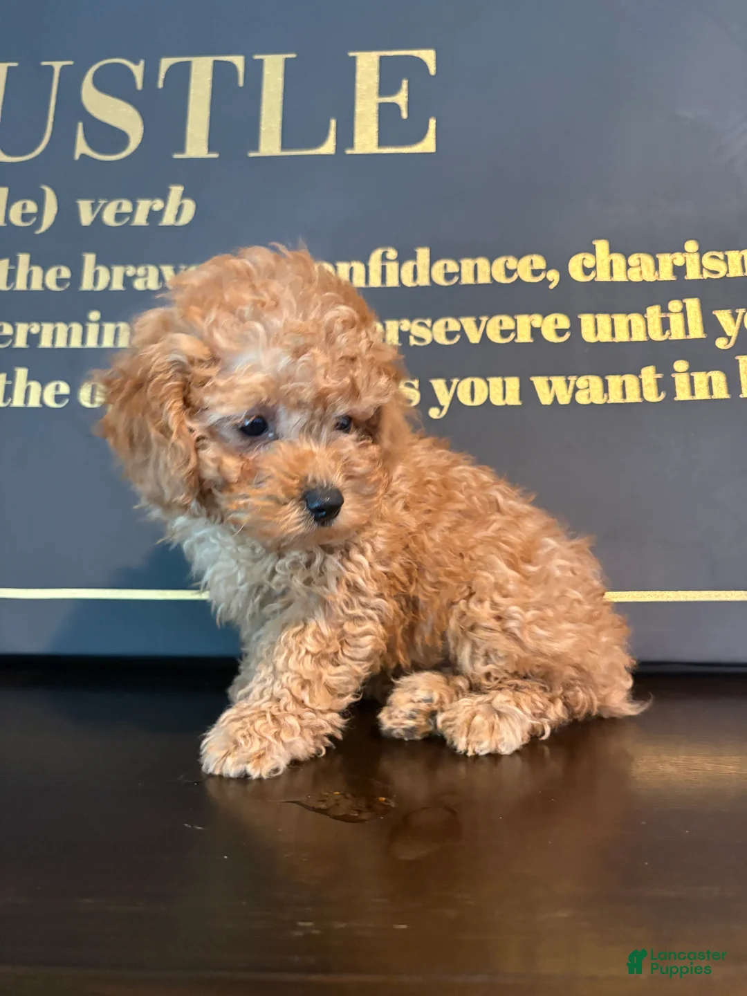 Mixed Breed dogs for sale: BERRY  - Ad 5