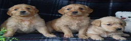 Golden Retriever dogs for sale: Liz - Ad 7