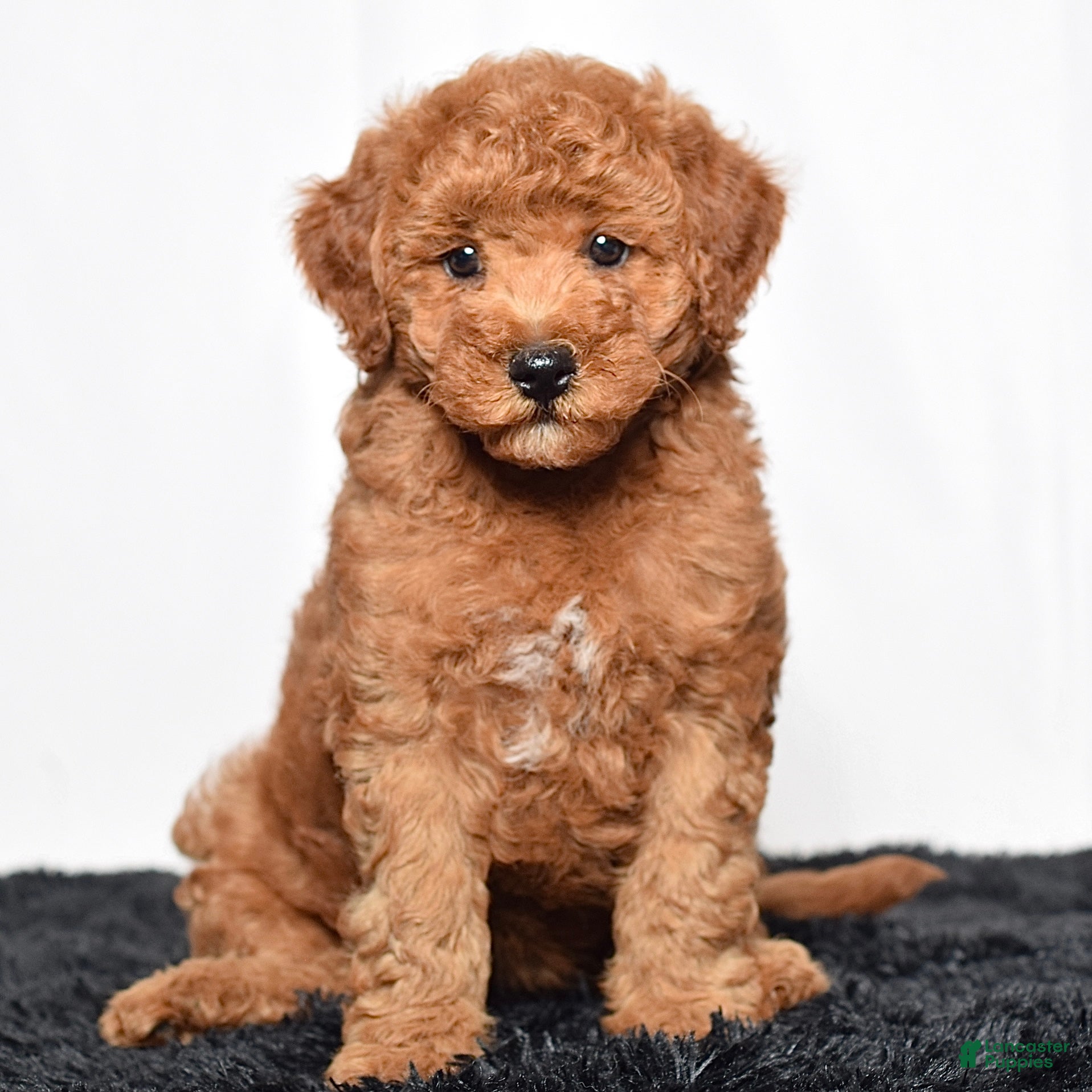 Mini Goldendoodle dogs Remi - Ad 2