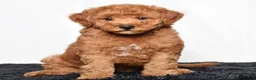 Mini Goldendoodle dogs for sale: Remi - Ad 2