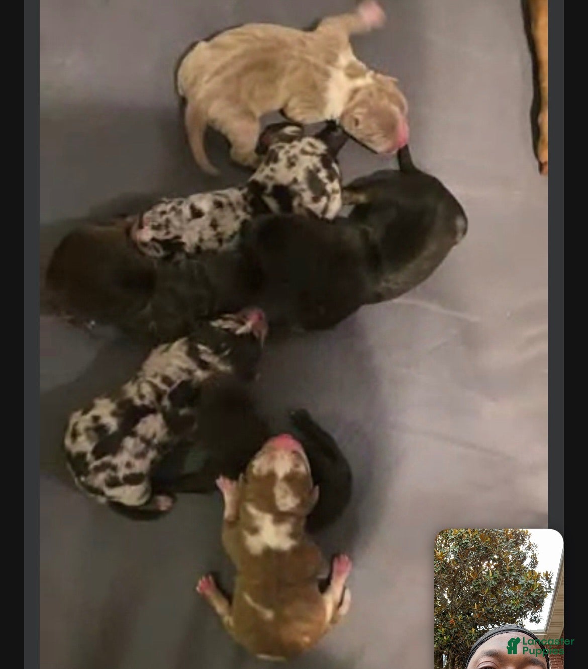 American Bully dogs American Bully 3 - Ad 17
