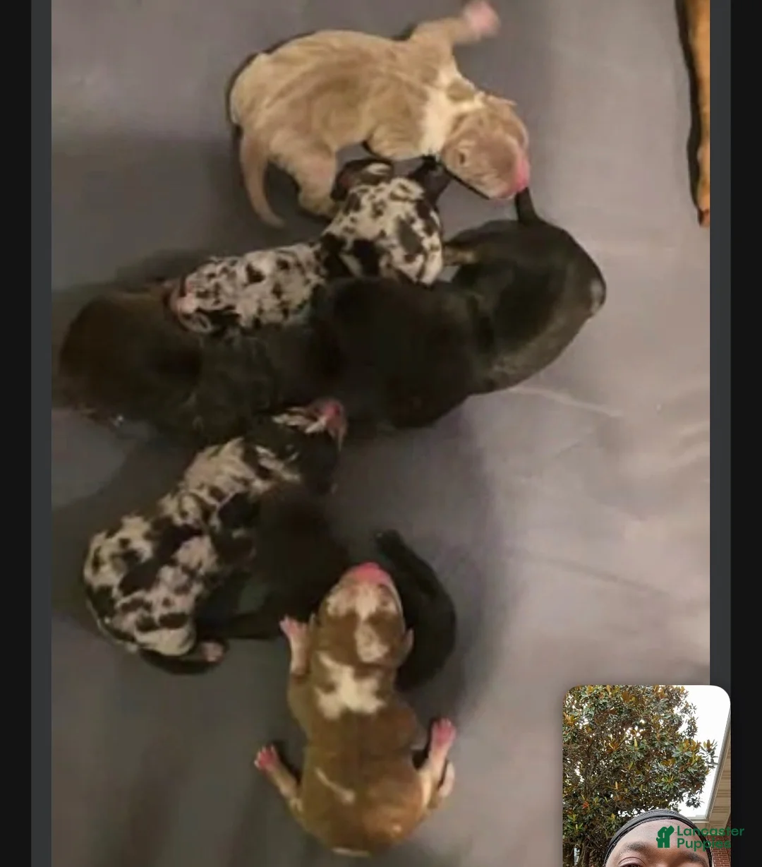 American Bully dogs for sale: American Bully 3 - Ad 1