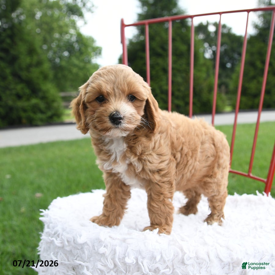 Cockapoo dogs Zippora - Ad 2