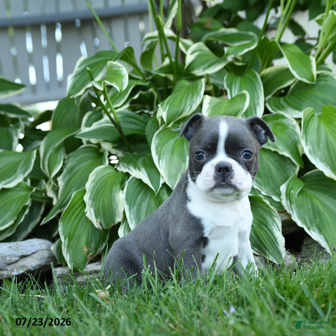 Boston Terrier dogs for sale: Vienna - Ad 1
