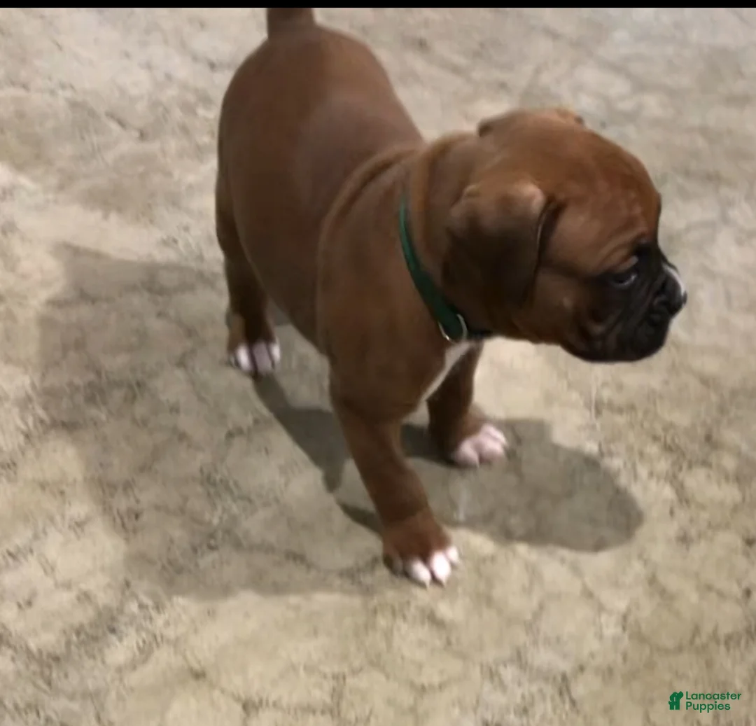 Boxer dogs for sale: Boxer Puppy 2 - Ad 2
