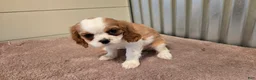 Cavalier King Charles Spaniel dogs for sale: Demi - Ad 6