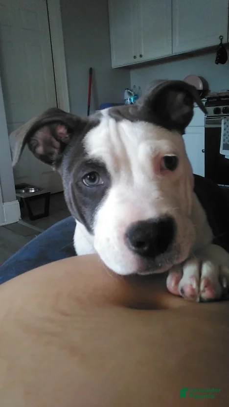 American Staffordshire Terrier dogs for sale: American Staffordshire Terrier 1 - Ad 1