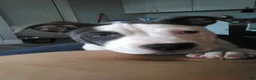 American Staffordshire Terrier dogs for sale: American Staffordshire Terrier 1 - Ad 1