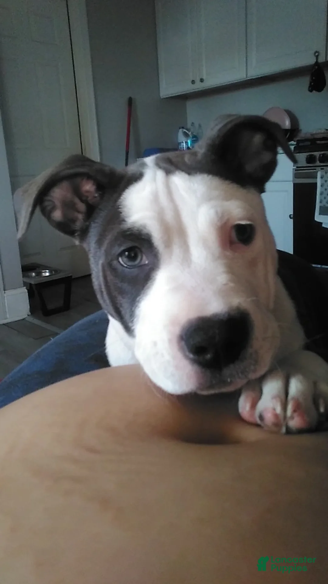 American Staffordshire Terrier dogs for sale: American Staffordshire Terrier 1 - Ad 1
