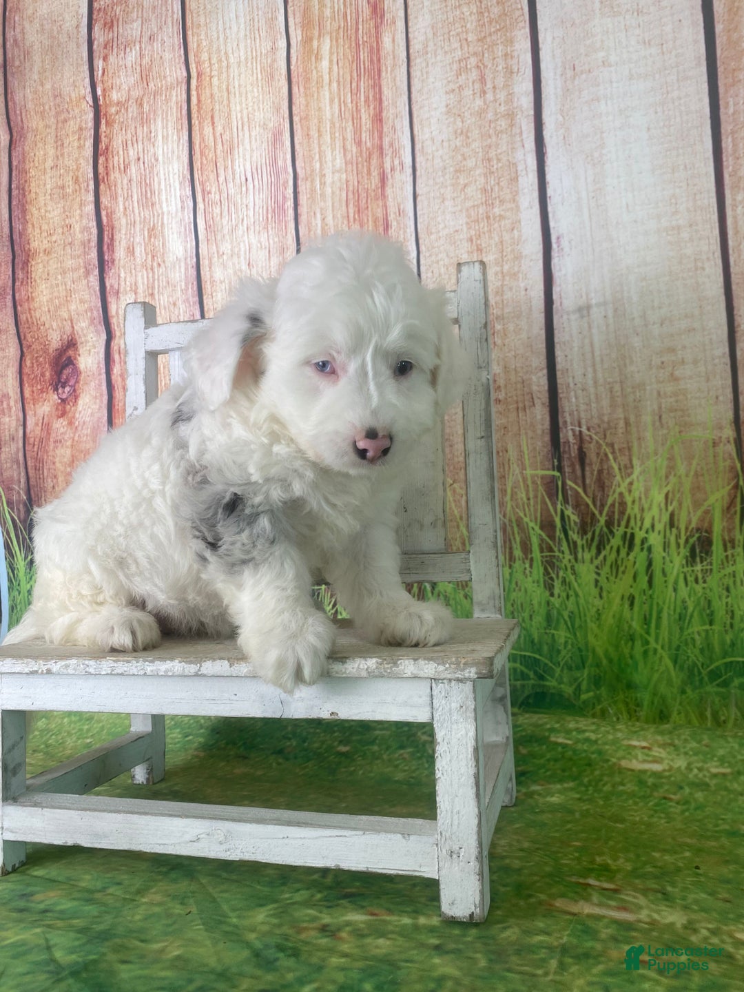 Mini Aussiedoodle dogs for sale: Giovanni - Ad 8