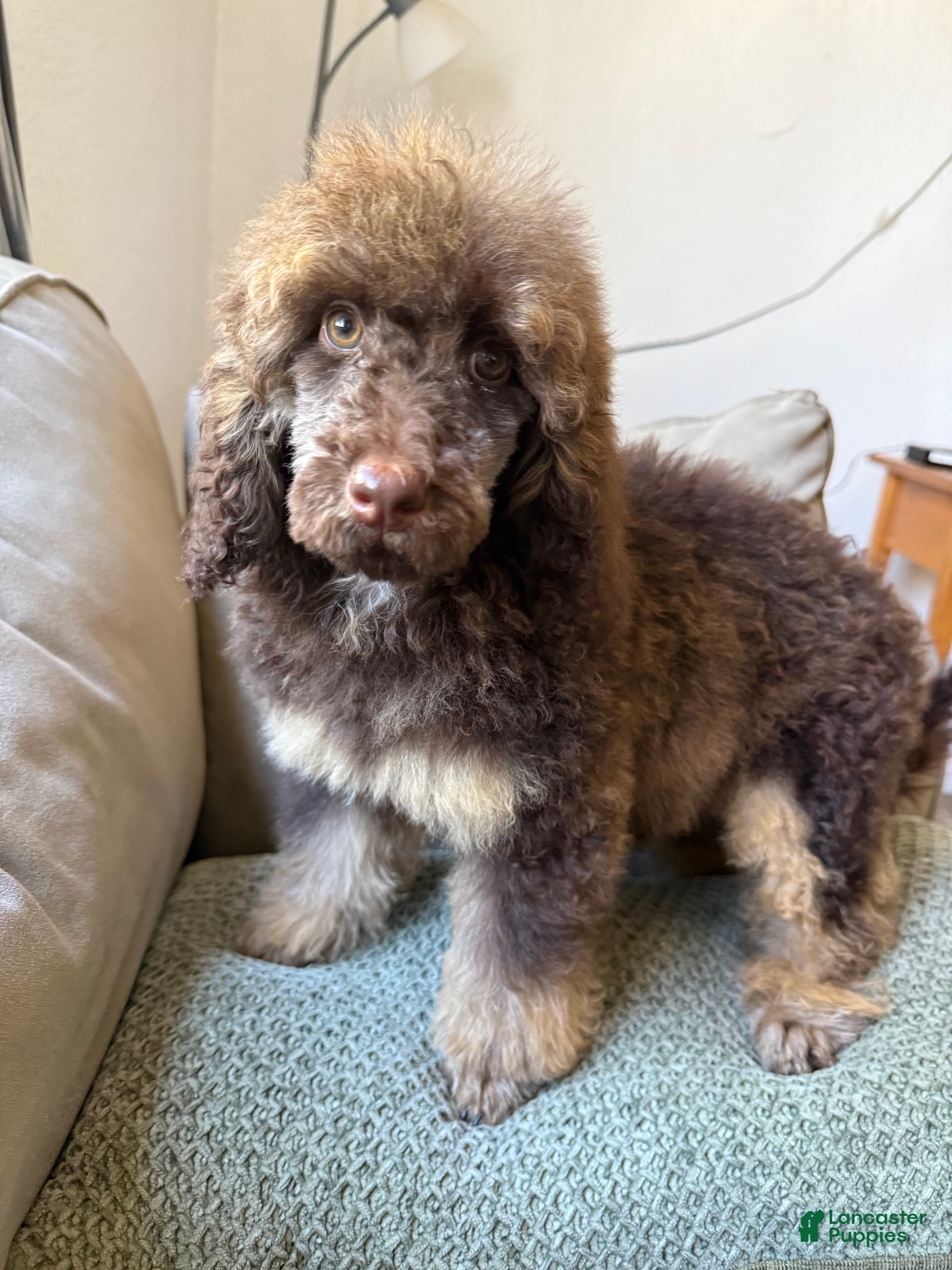 Standard Poodle dogs Hazel - Ad 30