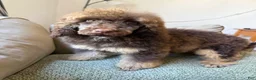 Standard Poodle dogs for sale: Hazel - Ad 1