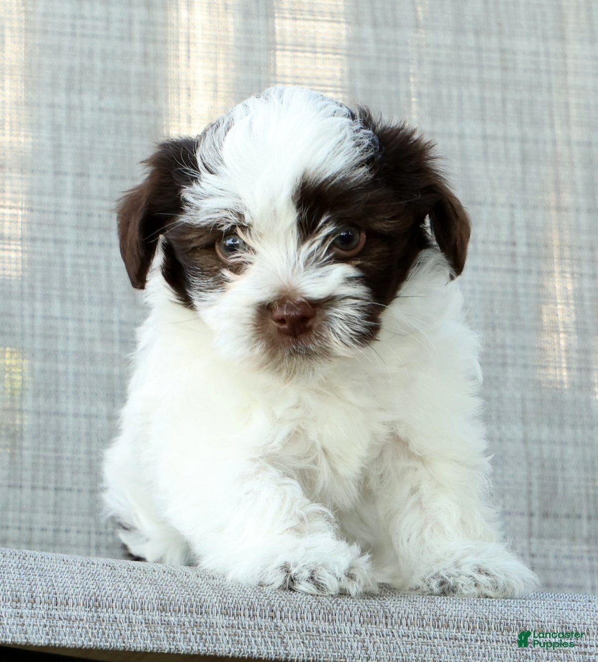 Havanese dogs for sale: Landon - Ad 7