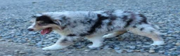 Miniature Australian Shepherd dogs for sale: LANDON [ new pictures] - Ad 14