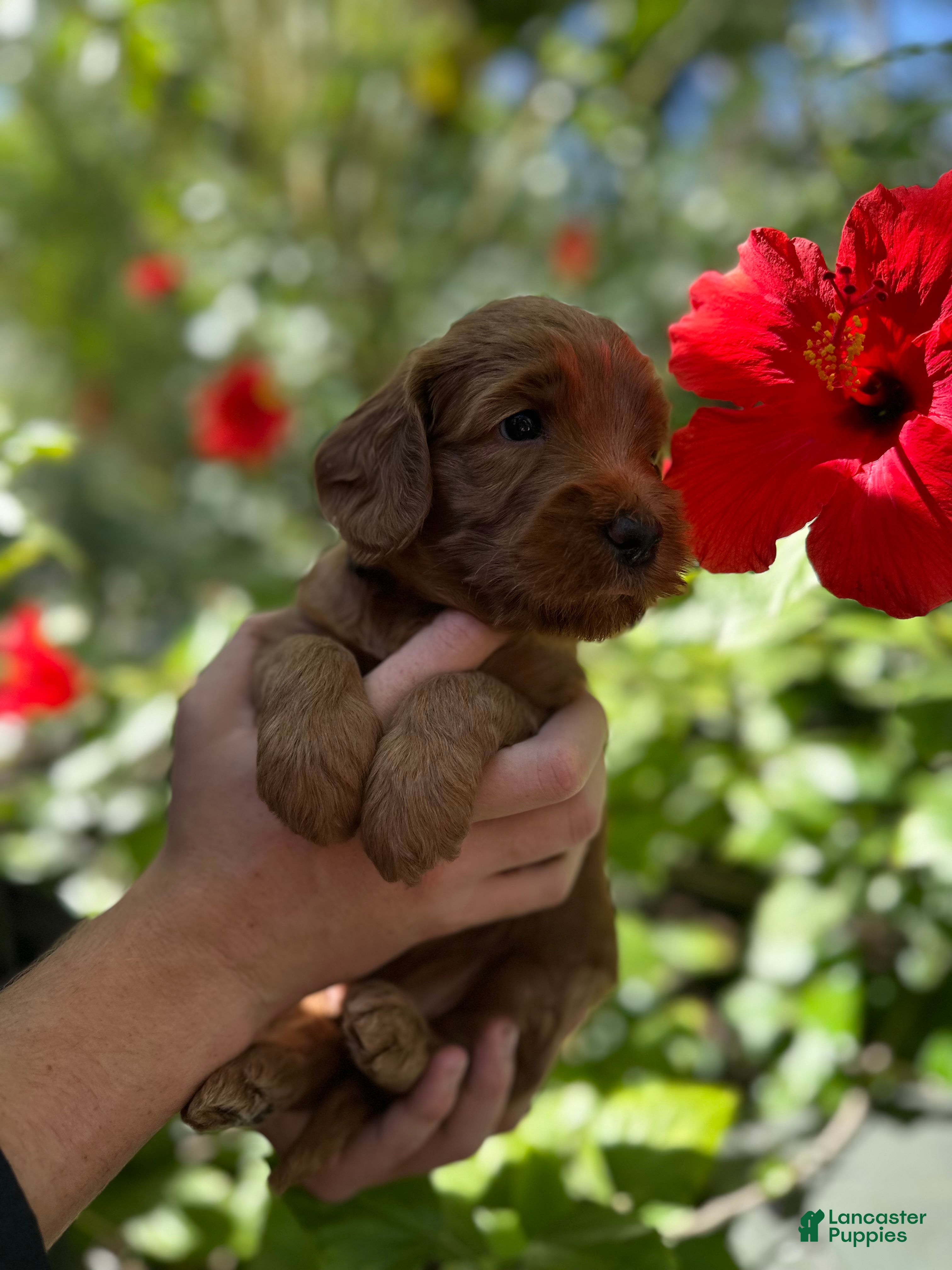 Australian Labradoodle dogs for sale: Rover - Ad 5