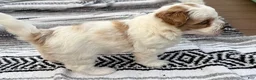 Mixed Breed dogs for sale: Mixed Breed 3 - Ad 5