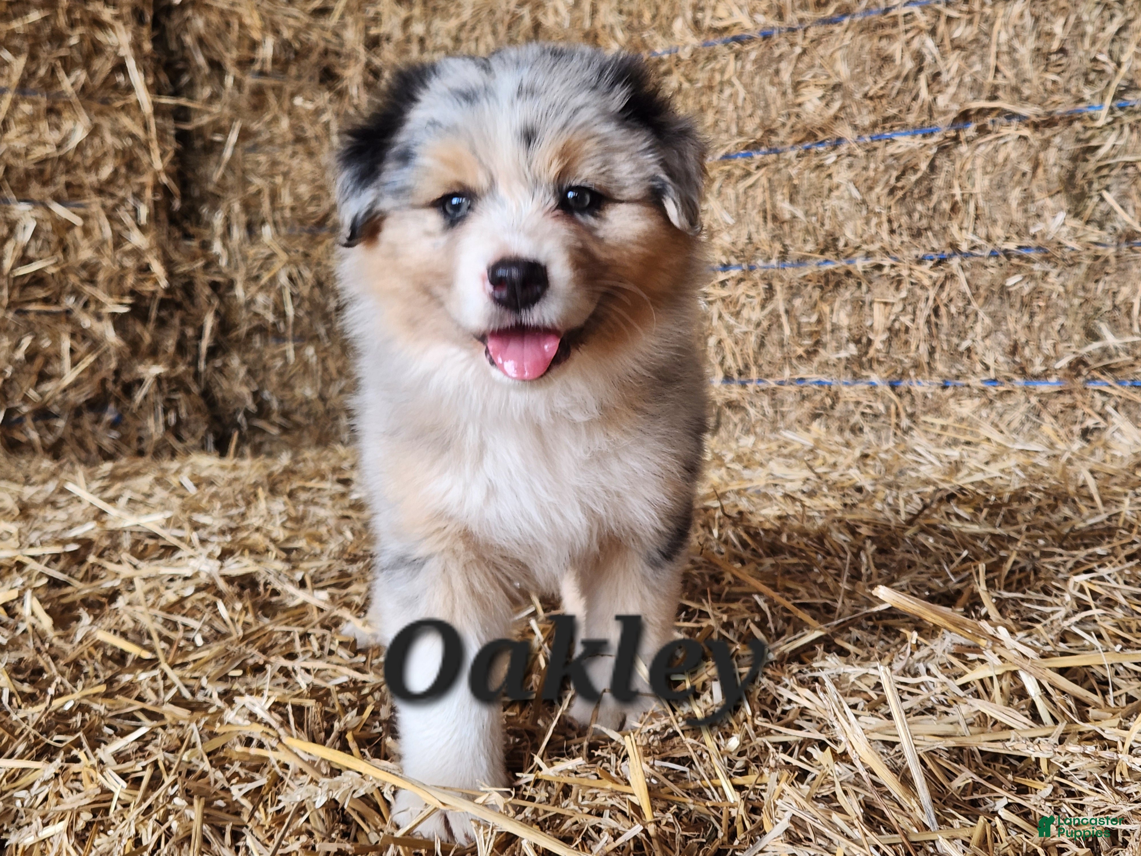 Australian Shepherd dogs Oakley  - Ad 1