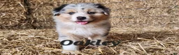 Australian Shepherd dogs for sale: Oakley  - Ad 1