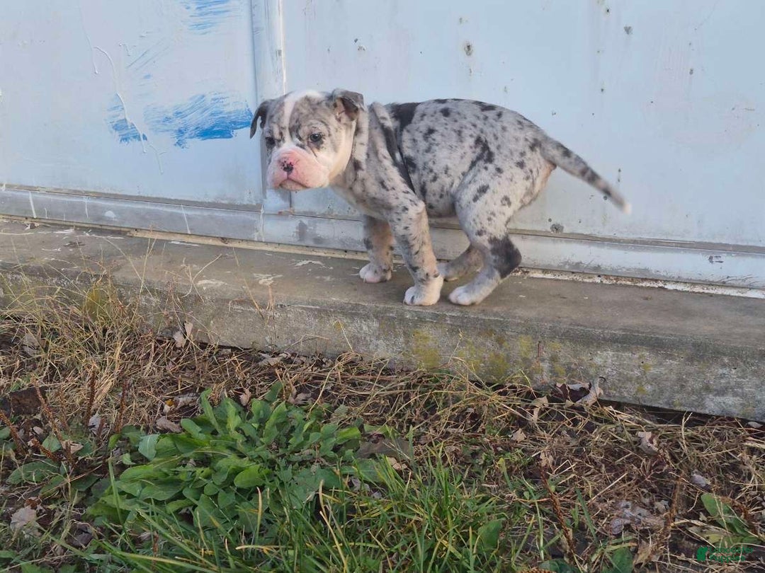 Olde English Bulldogge dogs for sale: Starry - Ad 3
