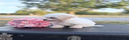 Bichon Frise dogs for sale: Bichon Frise - Misty - Ad 2