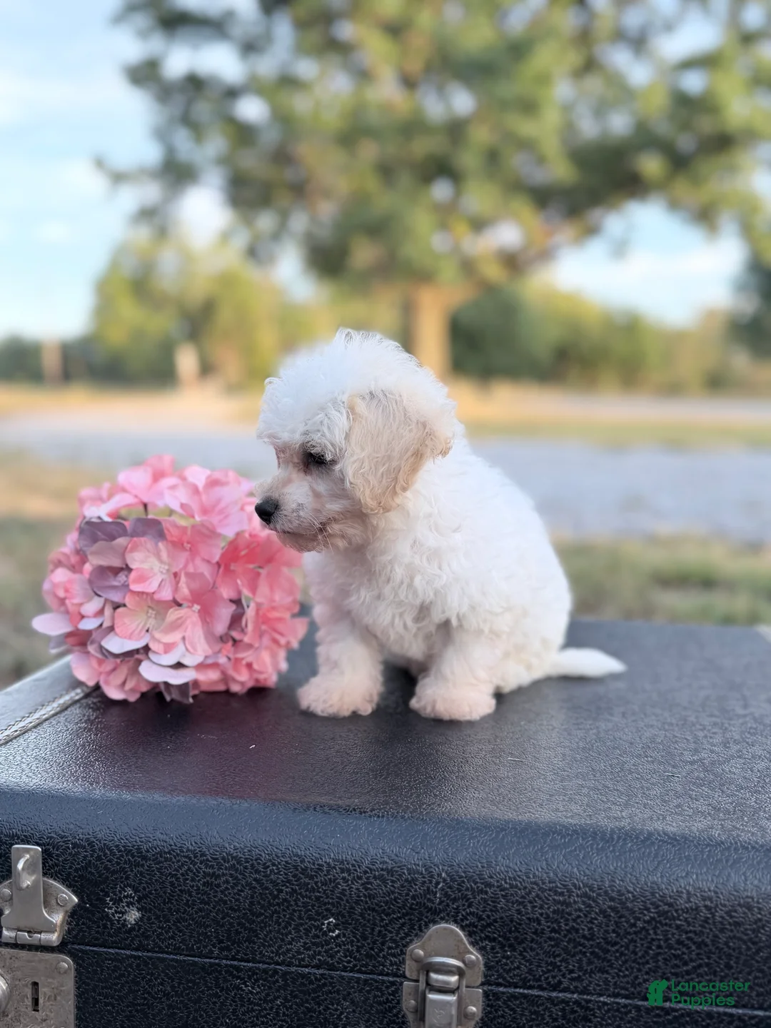 Bichon Frise dogs for sale: Bichon Frise - Misty - Ad 2