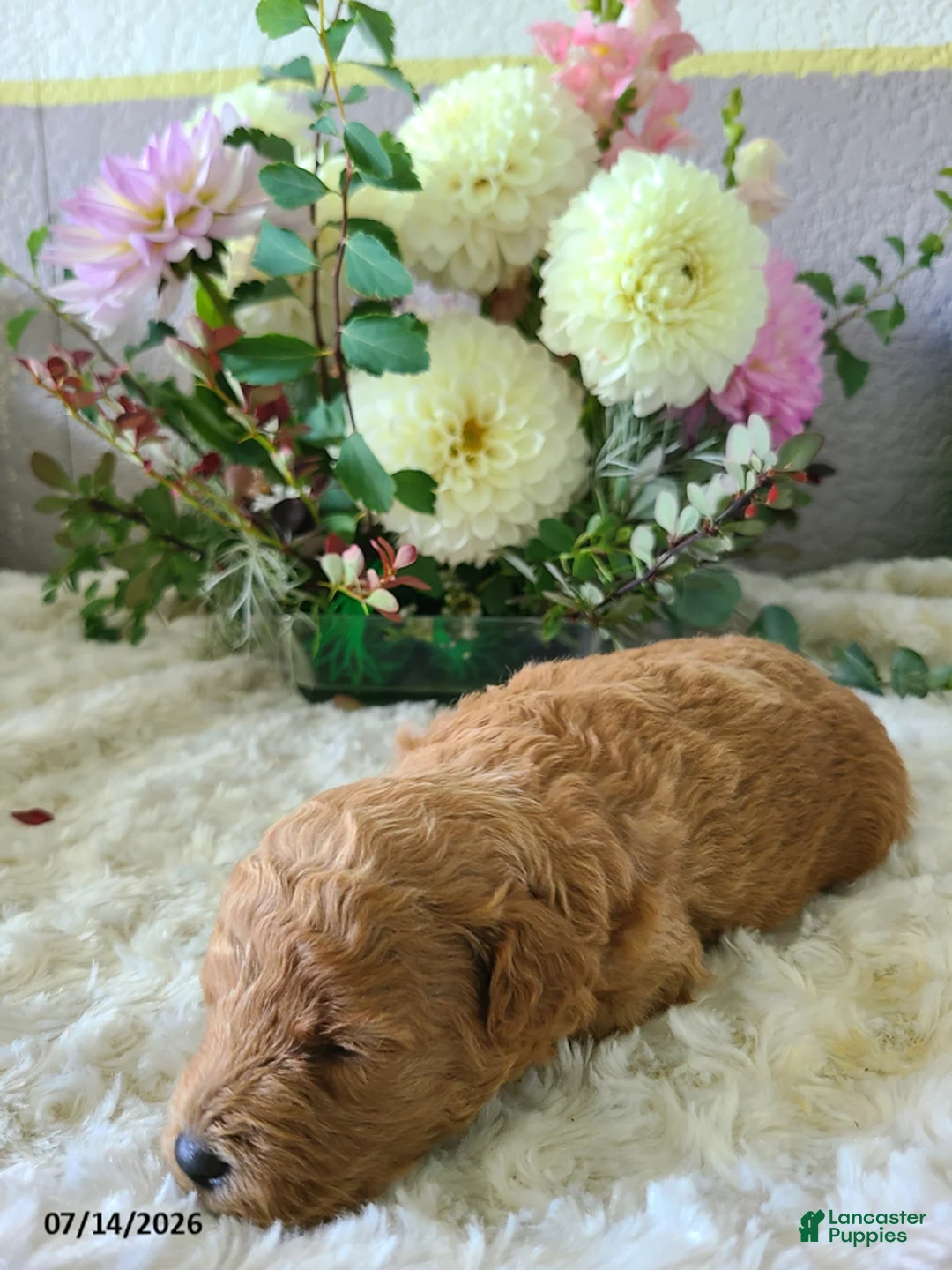 Mini Goldendoodle dogs for sale: Isaac - Ad 2